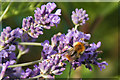 Common Carder Bumblebee (Bombus pascuorum), Rattray