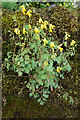 Yellow Corydalis (Pseudofumaria (=Corydalis) lutea), Rattray