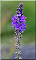 Purple Toadflax (Linaria purpurea), Rattray