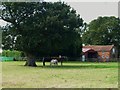 Horses at Green Lane Farm