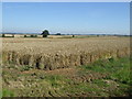SK8520 : Crop field near Old Close Plantation by JThomas