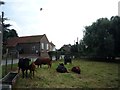 Cows and calves in East Cottingwith