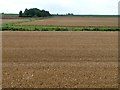 TF2518 : Fenland wheatfields, west of Cowbit by Christine Johnstone