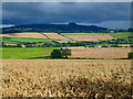 Ripening wheat and May Hill