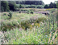 Site of Bronze Age Settlement