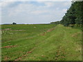 View alongside a long, thin plantation