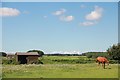 Horses in paddock north of Chedworth