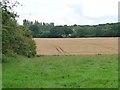 Wheatfield south of Town Wood