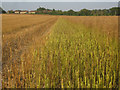 SU5749 : Partially harvest oilseed rape by ad acta