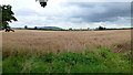 Wheat field by the A438