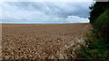 Wheat field by Marsh Court