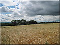 SE6865 : Barley  field  to  Gower  Hall  Farm by Martin Dawes