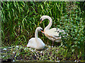 SD7706 : Mute Swans by David Dixon