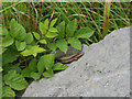 SK2273 : Common Lizard (Zootoca vivipara) by Dave Dunford