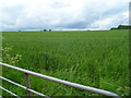 Riverside field, Hay-on-Wye