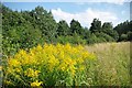 Meadow in the Community Woodland