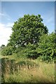 TQ7196 : Footpath and Old Oak Tree by Glyn Baker