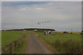 Geese Flying over Stainburn Moor