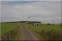 SE2451 : Geese Flying over Stainburn Moor by Mark Anderson