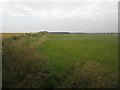 NU1932 : Field boundary near New Shoreston by Graham Robson