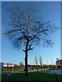 Tree in the grounds of the former Ordnance Survey HQ, Southampton