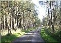 A lane through woodland