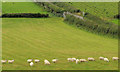 J4772 : Sheep, Scrabo, Newtownards (2) by Albert Bridge