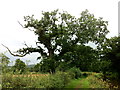 SJ9850 : Weather-beaten oak tree by Andrew Abbott