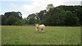 Charolais bull, Crailinghall