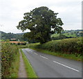 The road from Hay-on-Wye to Clyro