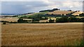 Barley field, Ulston Moor