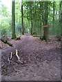 Footpath in Hammonds Wood