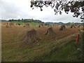 Stooks of corn at Synderborough Farm