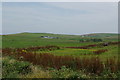 Meadow near Cairngarroch Croft