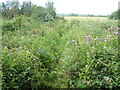 Through the thistles