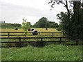 N1050 : Silage in a  field, Lissoy by Richard Webb