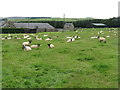 Pasture at Whiteburn