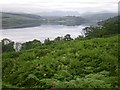NM7859 : Bracken choked coastal terrace along Loch Sunart by C Michael Hogan
