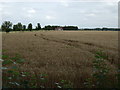 Farmland near Hinxworth