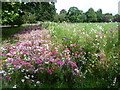 Wild flowers in Mostyn Gardens