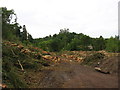 Forestry operations near Kincardine Castle