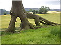 Tree with aerial roots