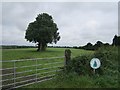 N2362 : Grown out hedge, Vicarstown by Richard Webb