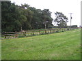 Pine trees at Cabourne Lodge