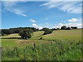 Three fields of young maize near Rhyd-y-felin