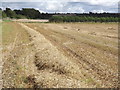 SU6086 : Harvested Field, Cholsey by Colin Smith