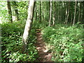 Path in Wyndcliff Wood