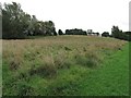 Field looking towards Allerdene