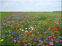 NT6779 : Coastal East Lothian : Wildflower Meadow at Winterfield Park, Dunbar by Richard West