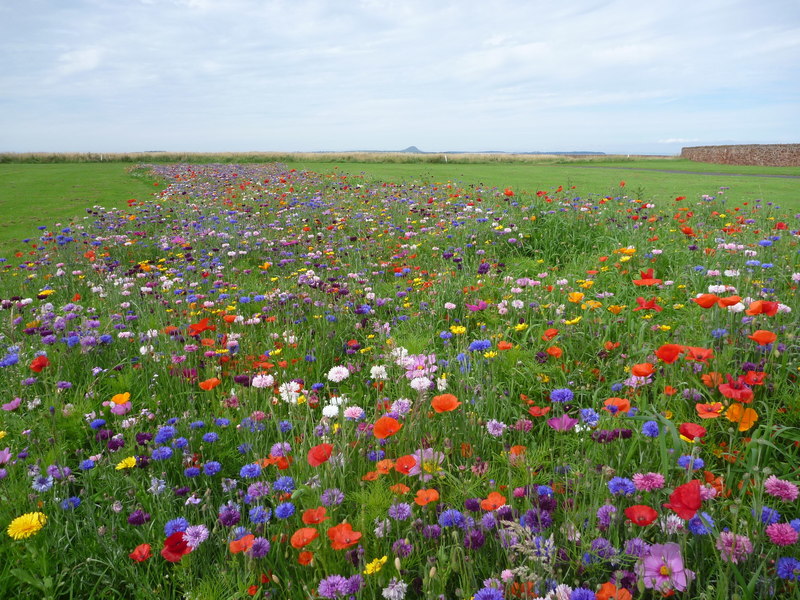 Coastal East Lothian Wildflower Meadow © Richard West Geograph